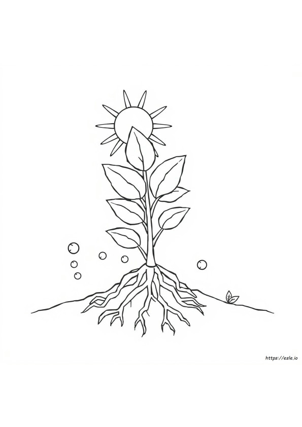 Photosynthesis Coloring Sheets