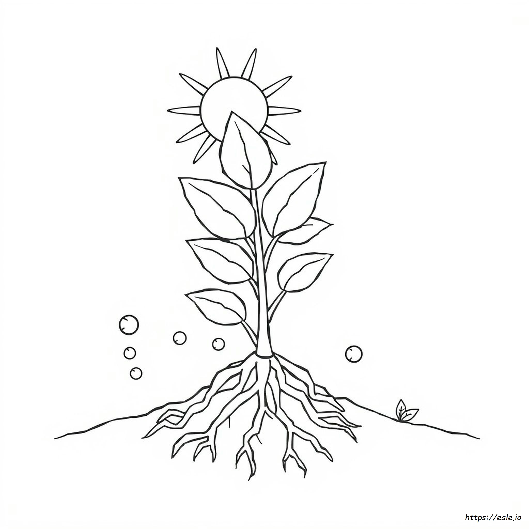 Coloriages Sur La Photosynthèse
