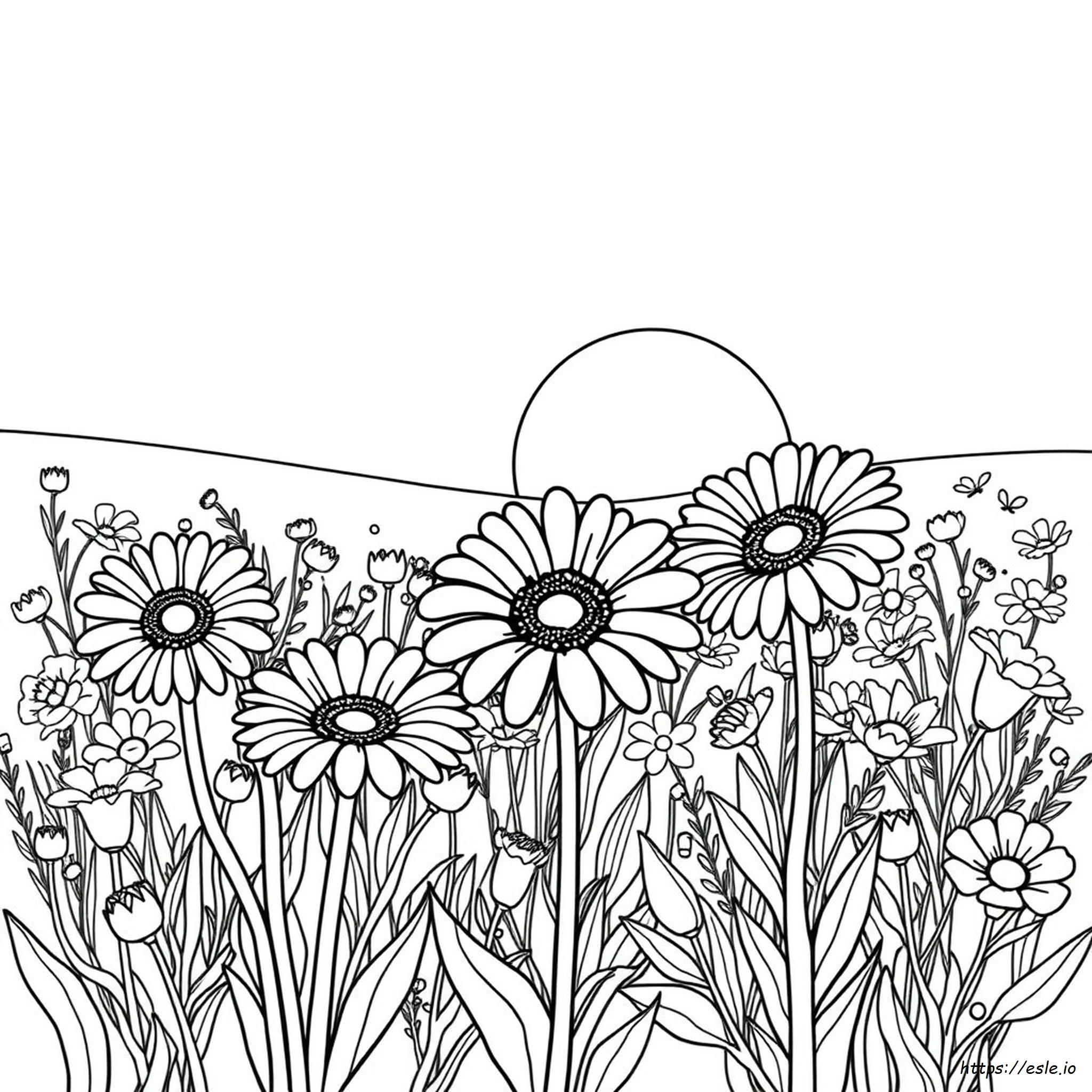Gerbera Colors Meaning