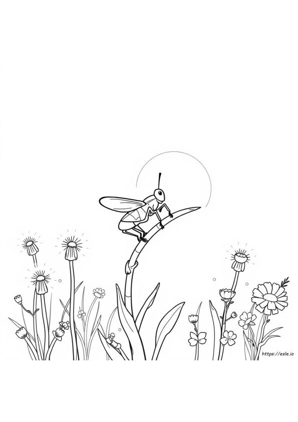 Desenhos De Críquete Para Colorir