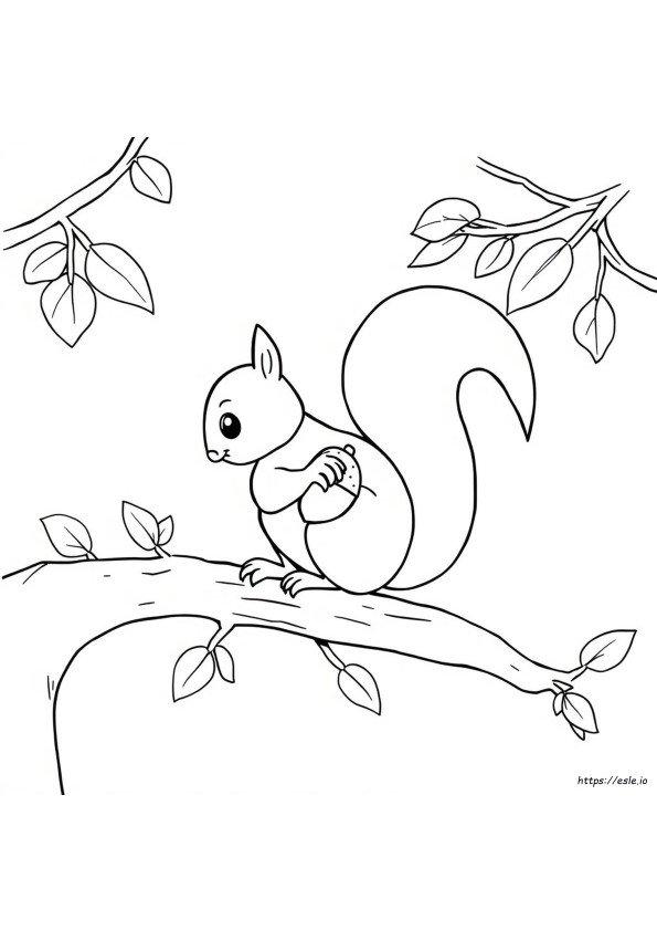 Kuinka Värittää Orava