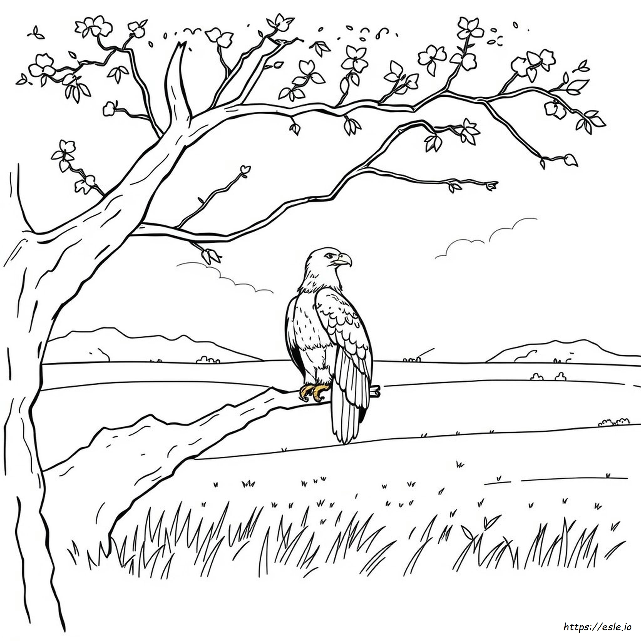 Weißkopfseeadler Ausmalbilder