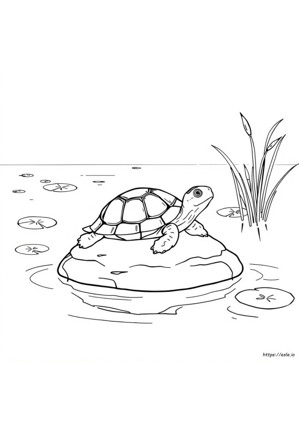 Printable Turtle Coloring Pages For Adults
