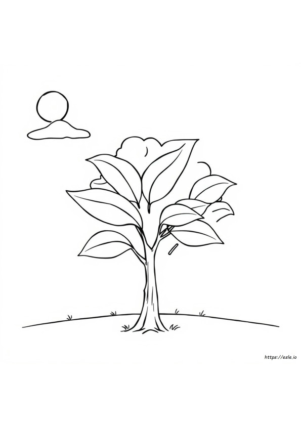 Leaf Coloring Pages For Kindergarten