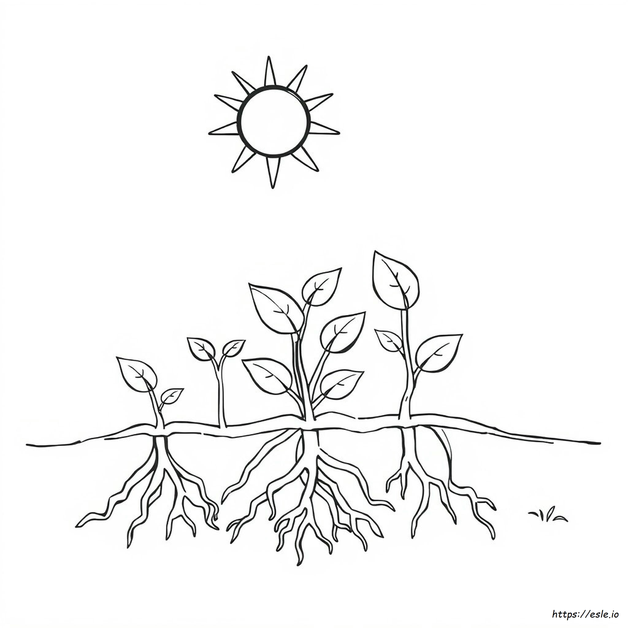 Photosynthesis Coloring Page Answer Key