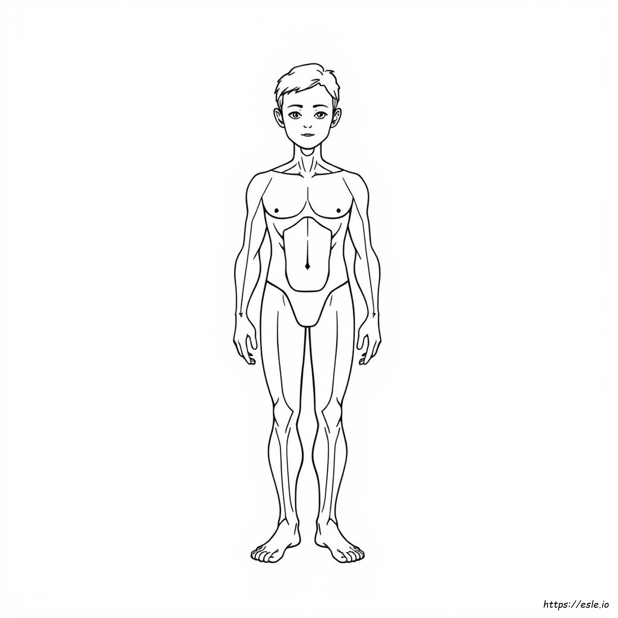 Human Body Colouring In