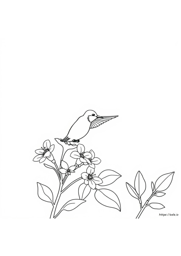 Disegni Di Colibrì Da Colorare Per Adulti