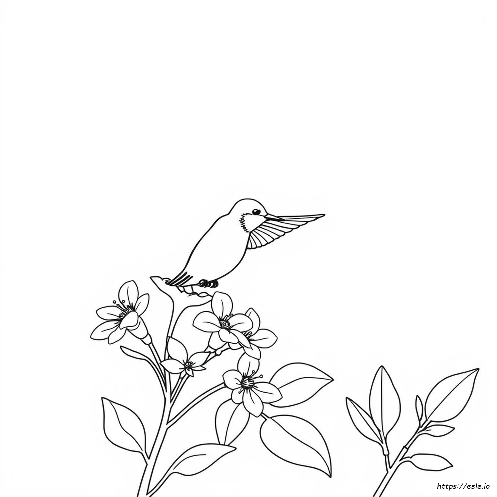 Hummingbird Coloring Pages For Adults