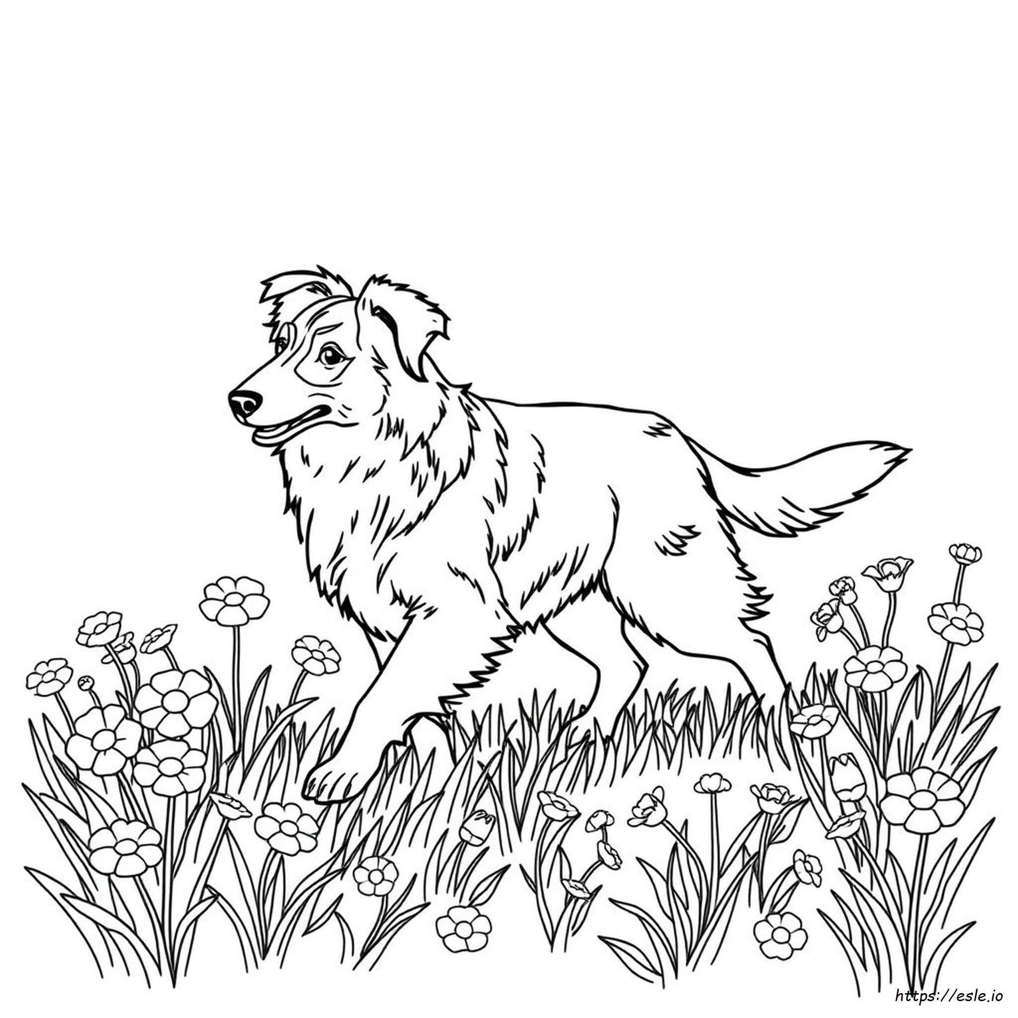 Australian Shepherd Coloring Sheet