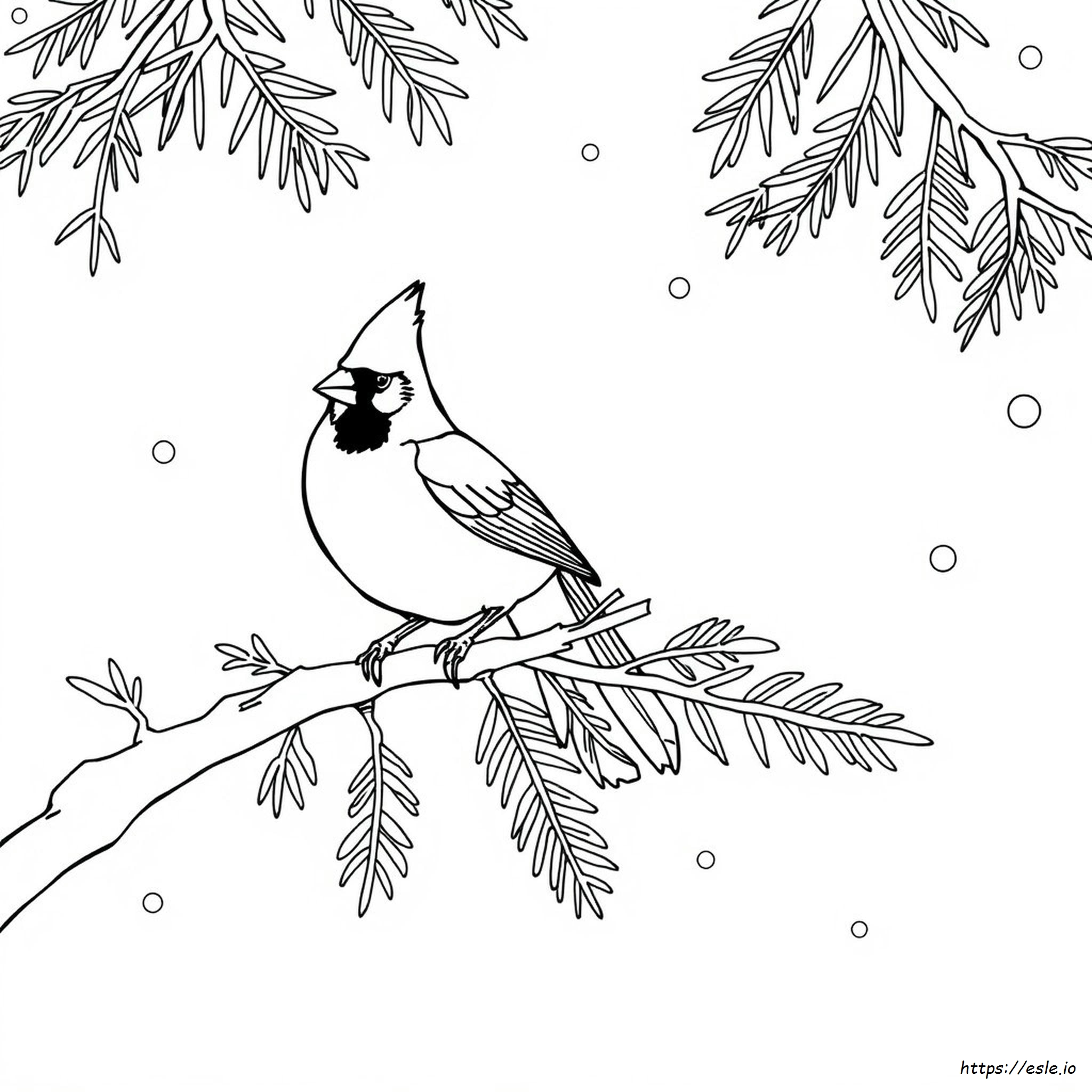 Cardinal Realistic Bird Coloring Pages