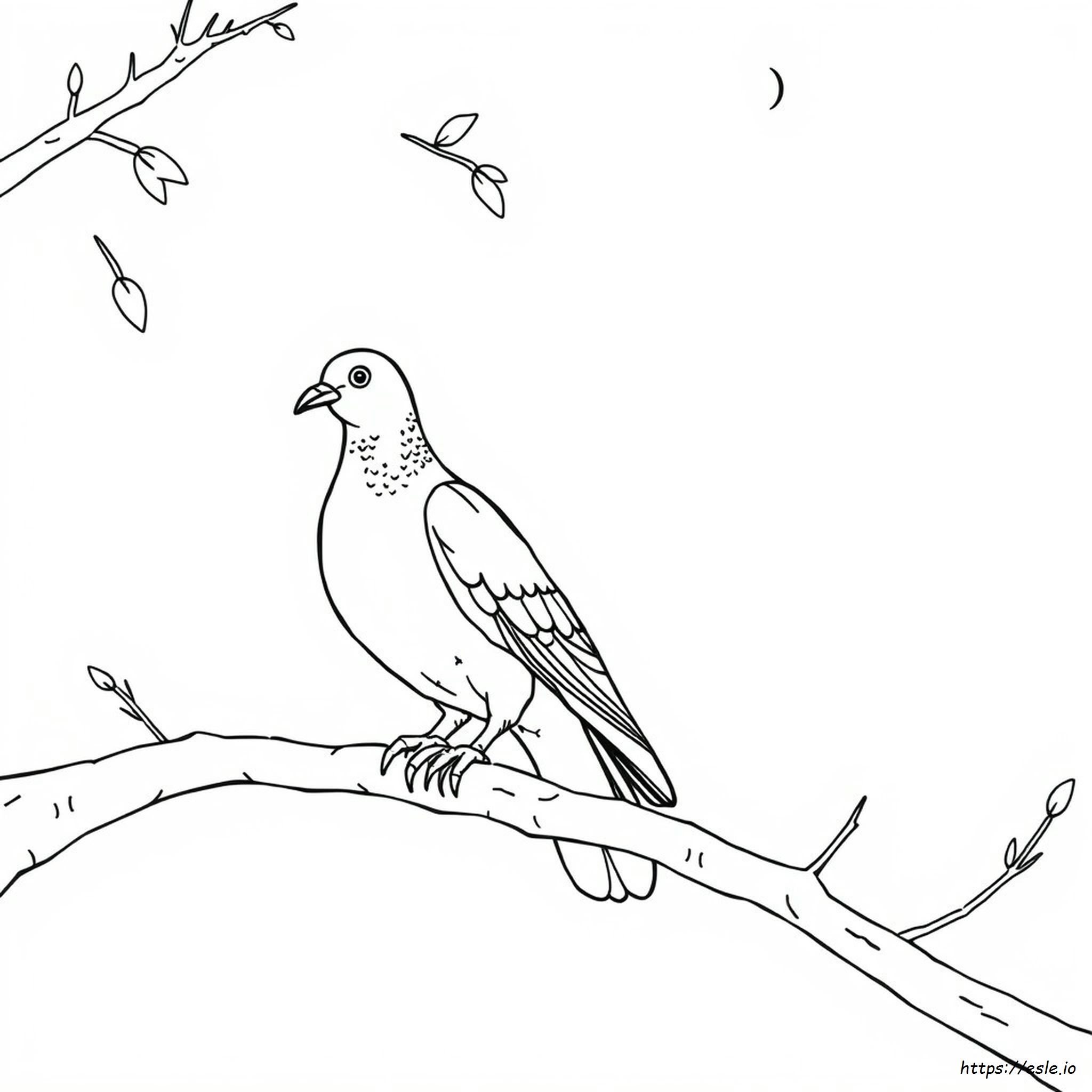 Pigeon Picture For Colouring