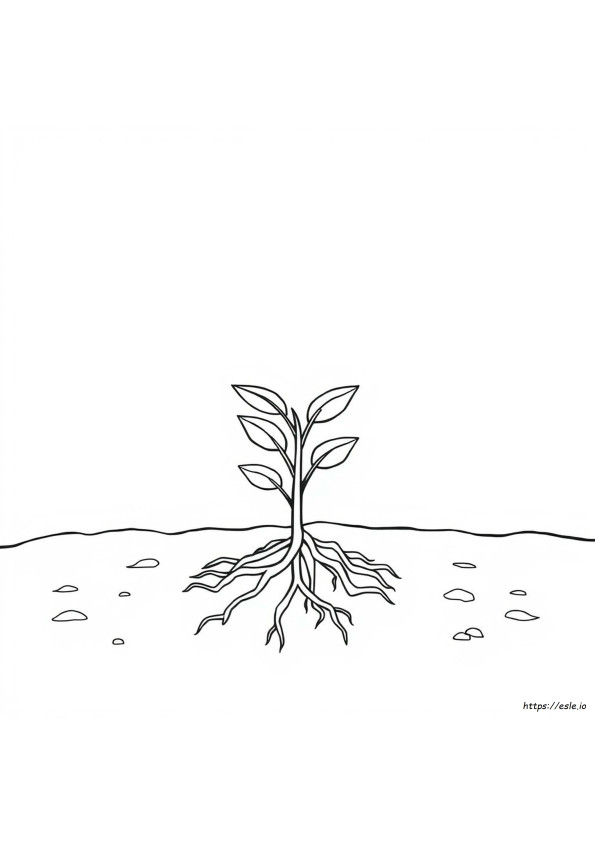 Seed Germination Coloring Page