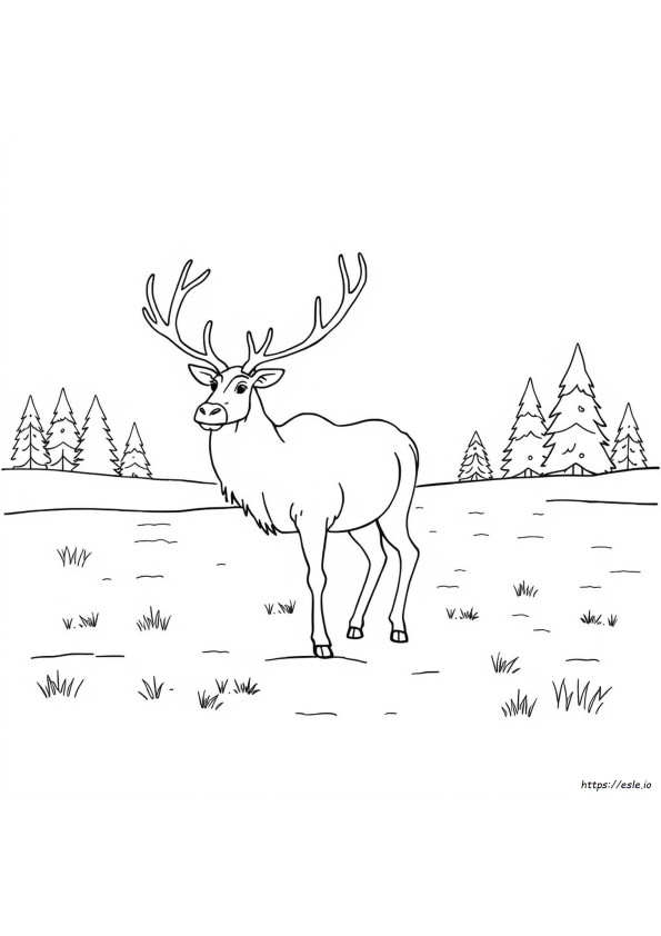 Caribou De Colorat