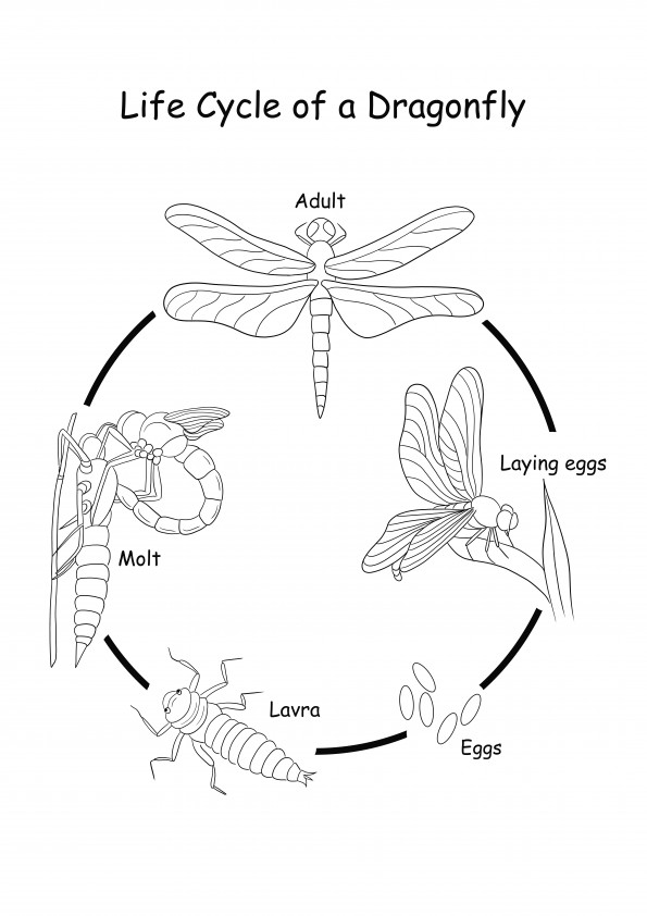 Ciclo de vida de una libélula para imprimir o descargar gratis