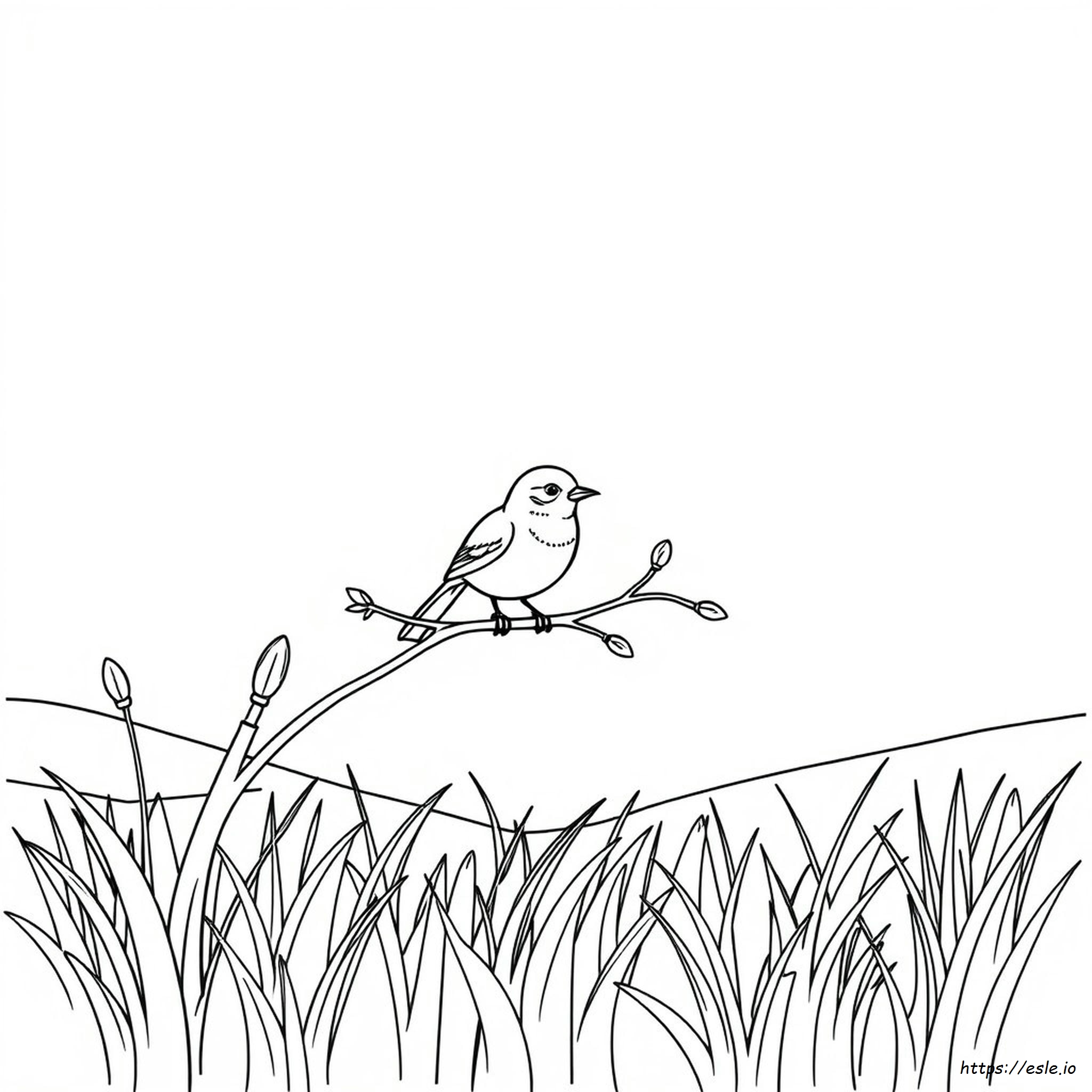 Sencillos Dibujos De Pájaros Para Colorear