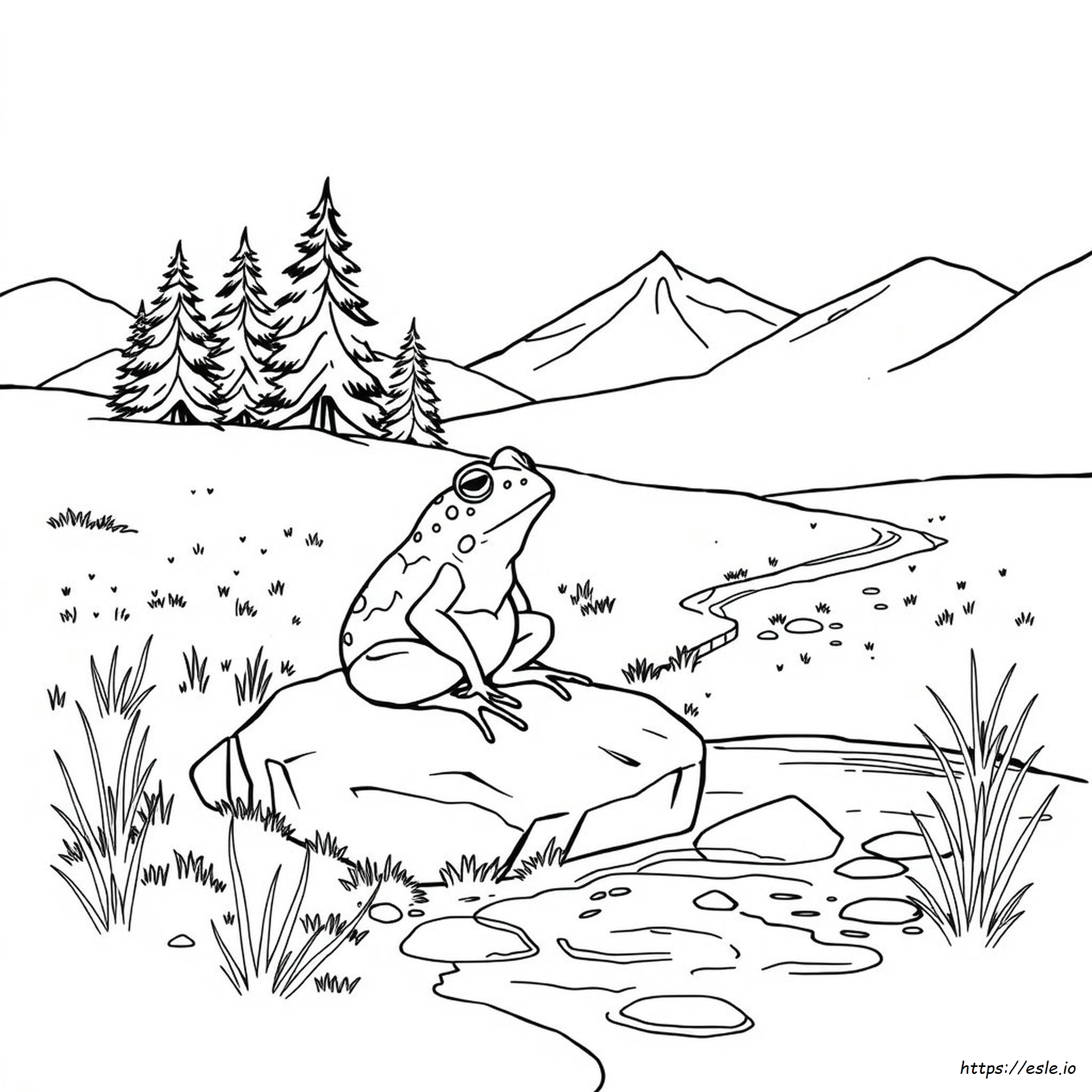 Toads In Colorado