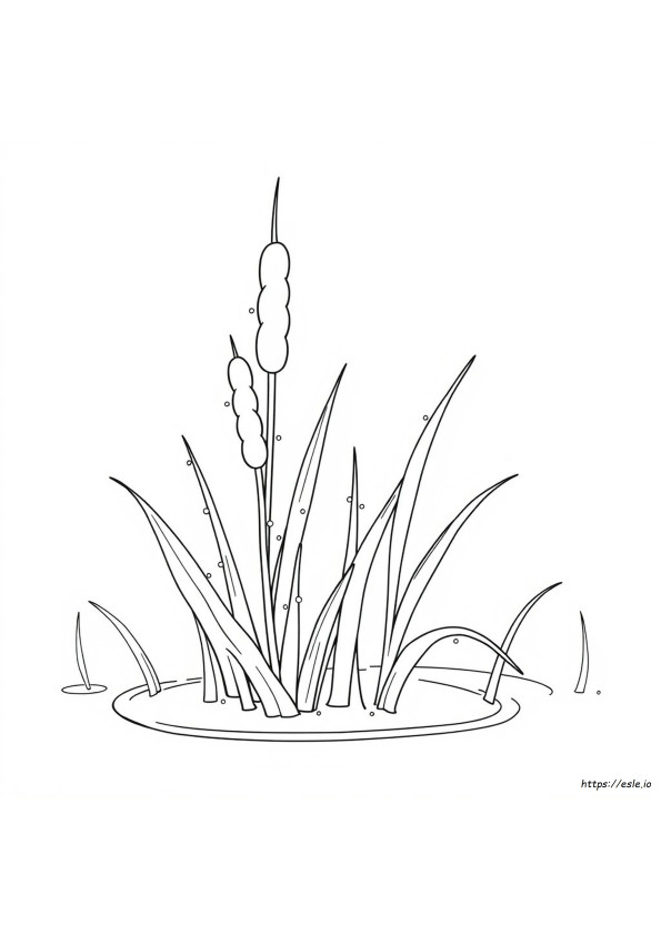 Cattail Coloring Page