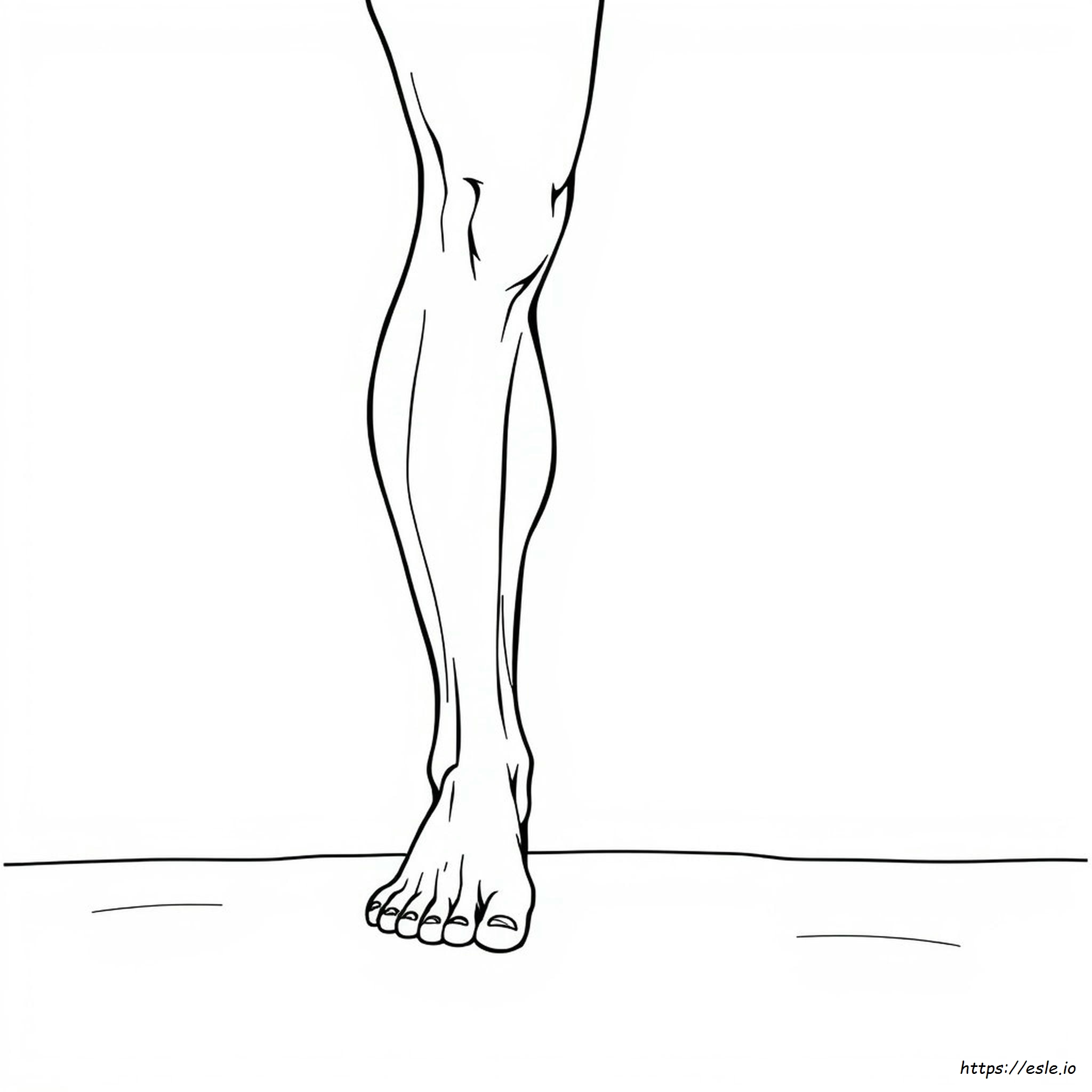 Leg Muscle Coloring Page