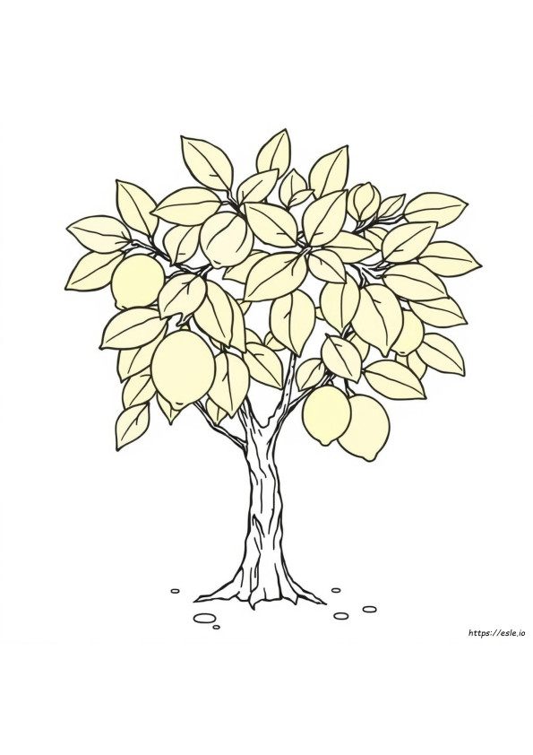 Albero Di Limoni Da Colorare