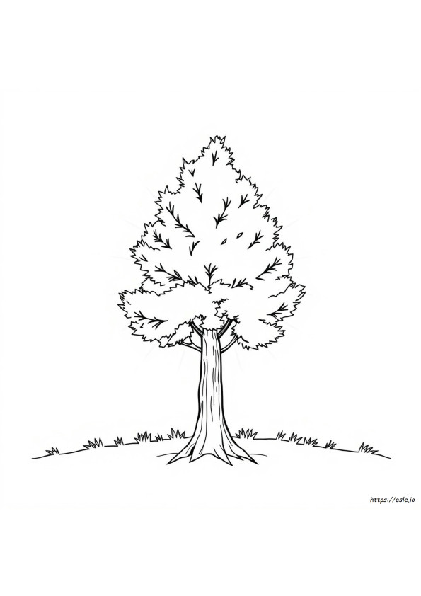 Does Cedar Change Color Over Time