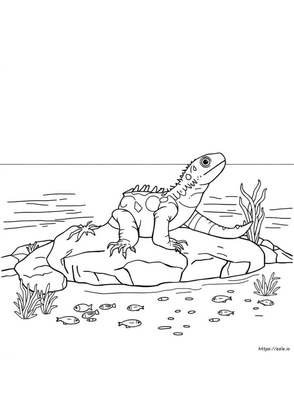 Iguana Marinha Para Colorir
