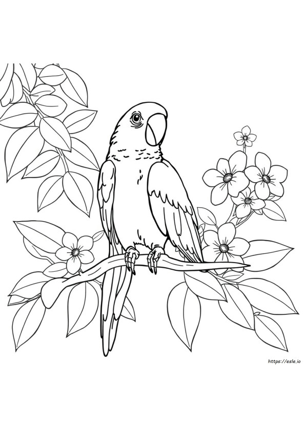 Coloriages Gratuits De Perroquets