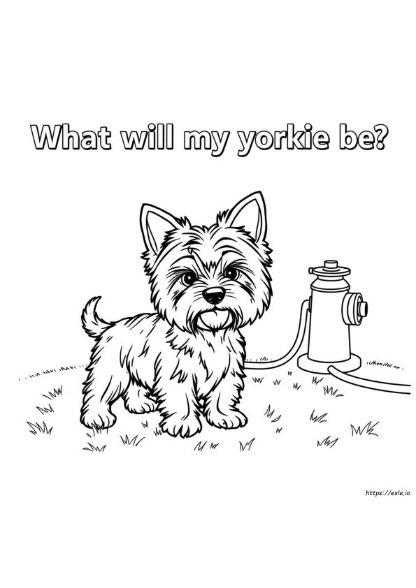 Milyen Színű Lesz A Yorkie-M?