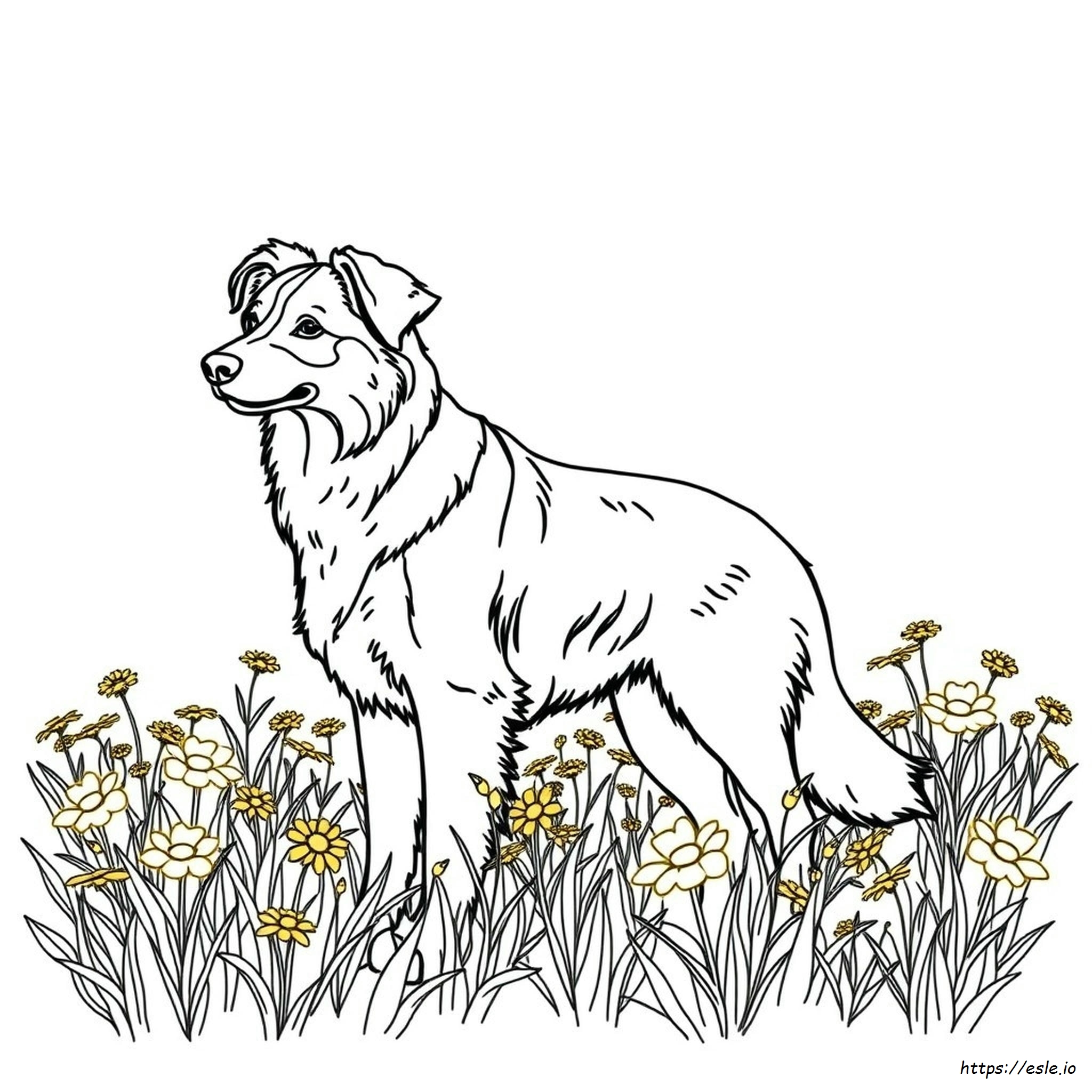 Australian Shepherd Coloring