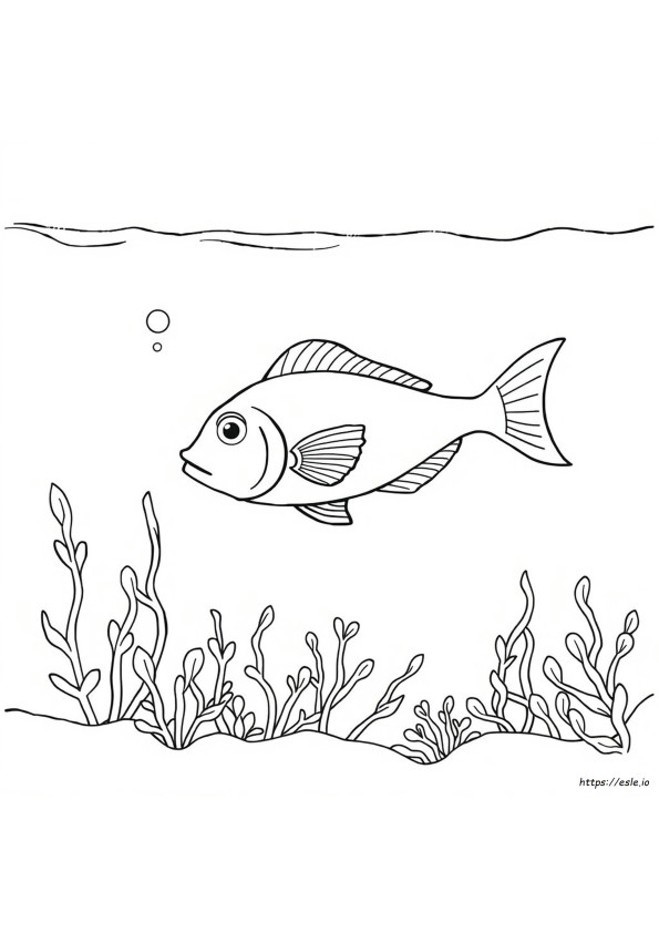 Simple Fish Colouring