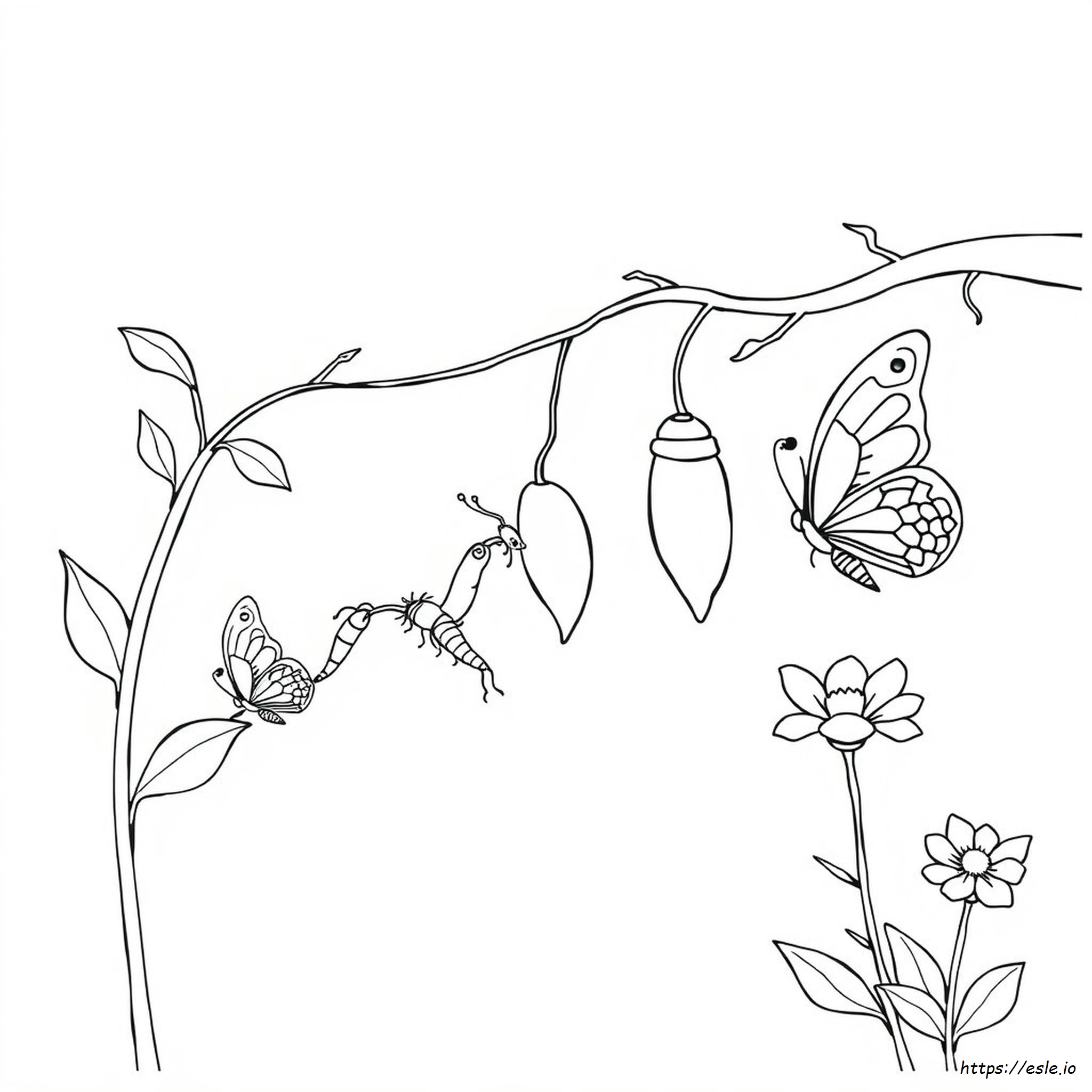 Life Cycle Of A Butterfly Coloring