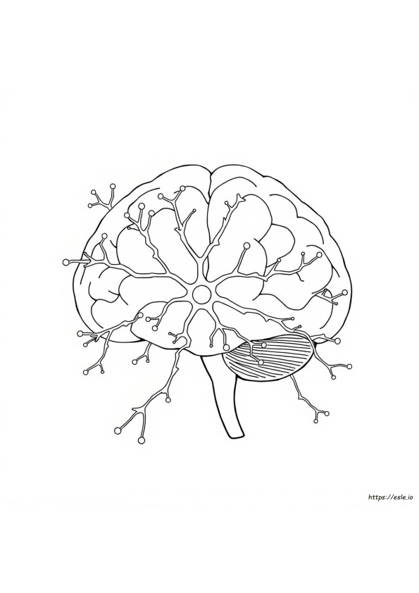 Neuroanatómia Színezőkönyv