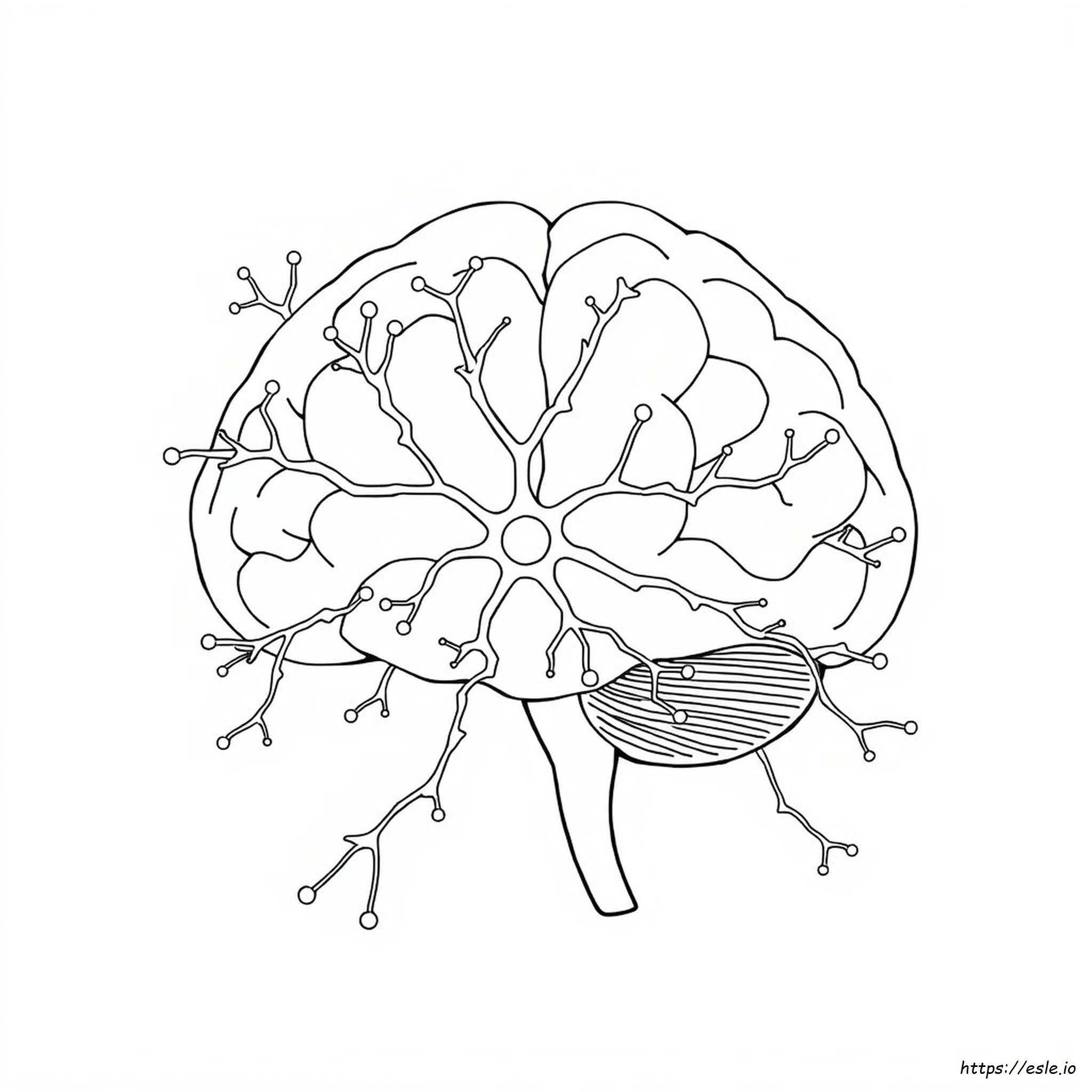 Neuroanatomy Coloring Book