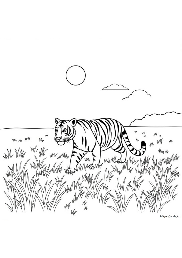 Tigris Képek Színezéshez