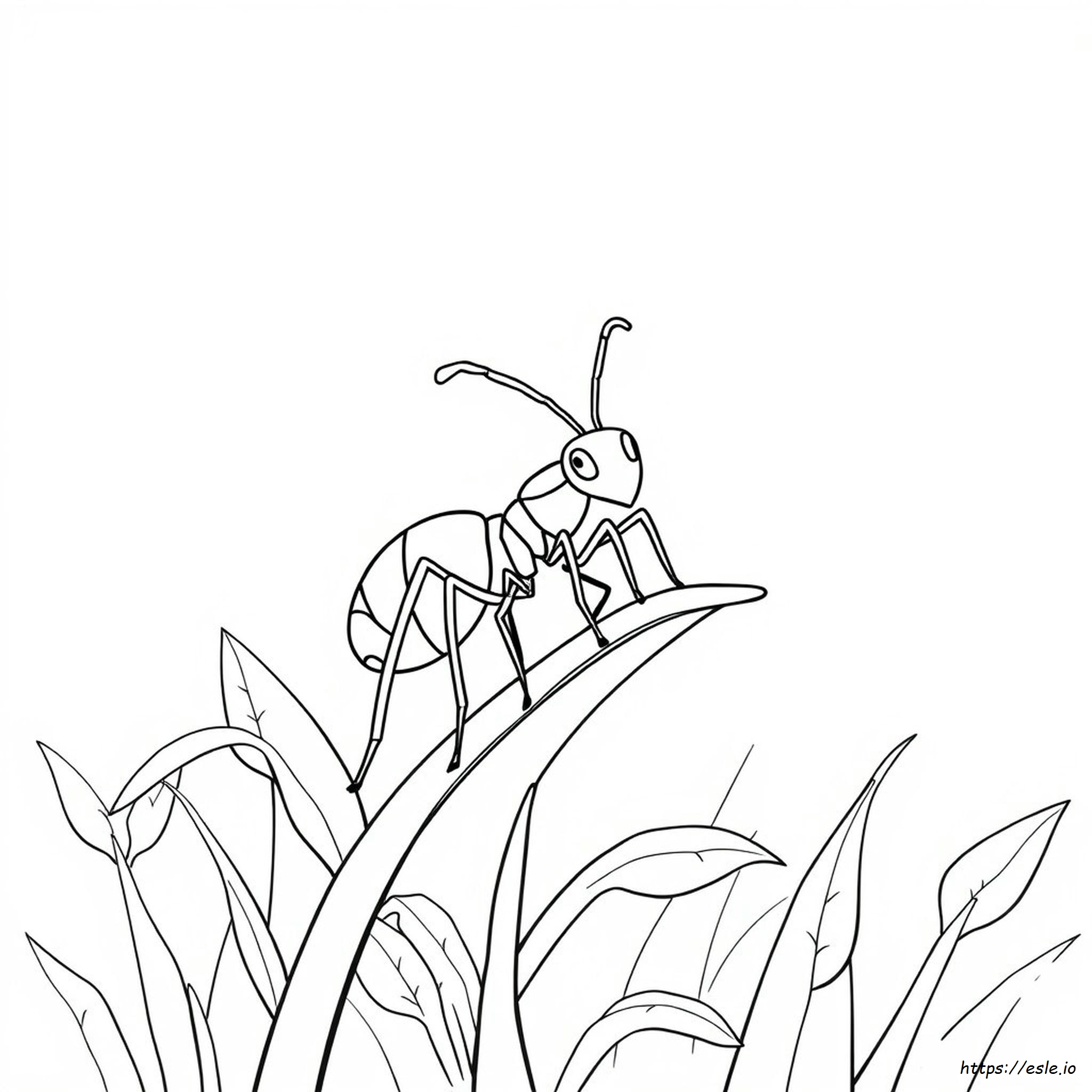 Picture Of Ant For Colouring