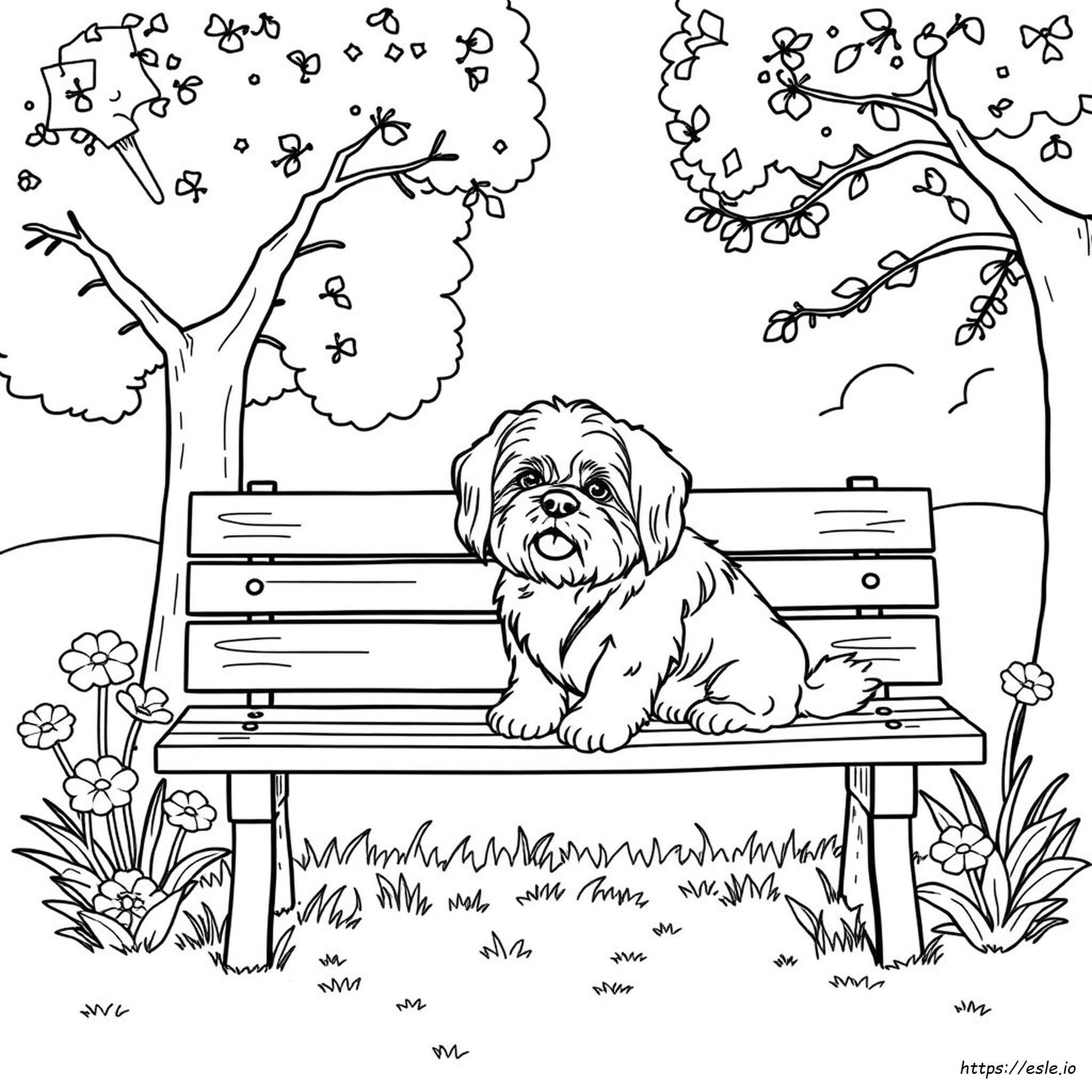 Shih Tzu Colouring