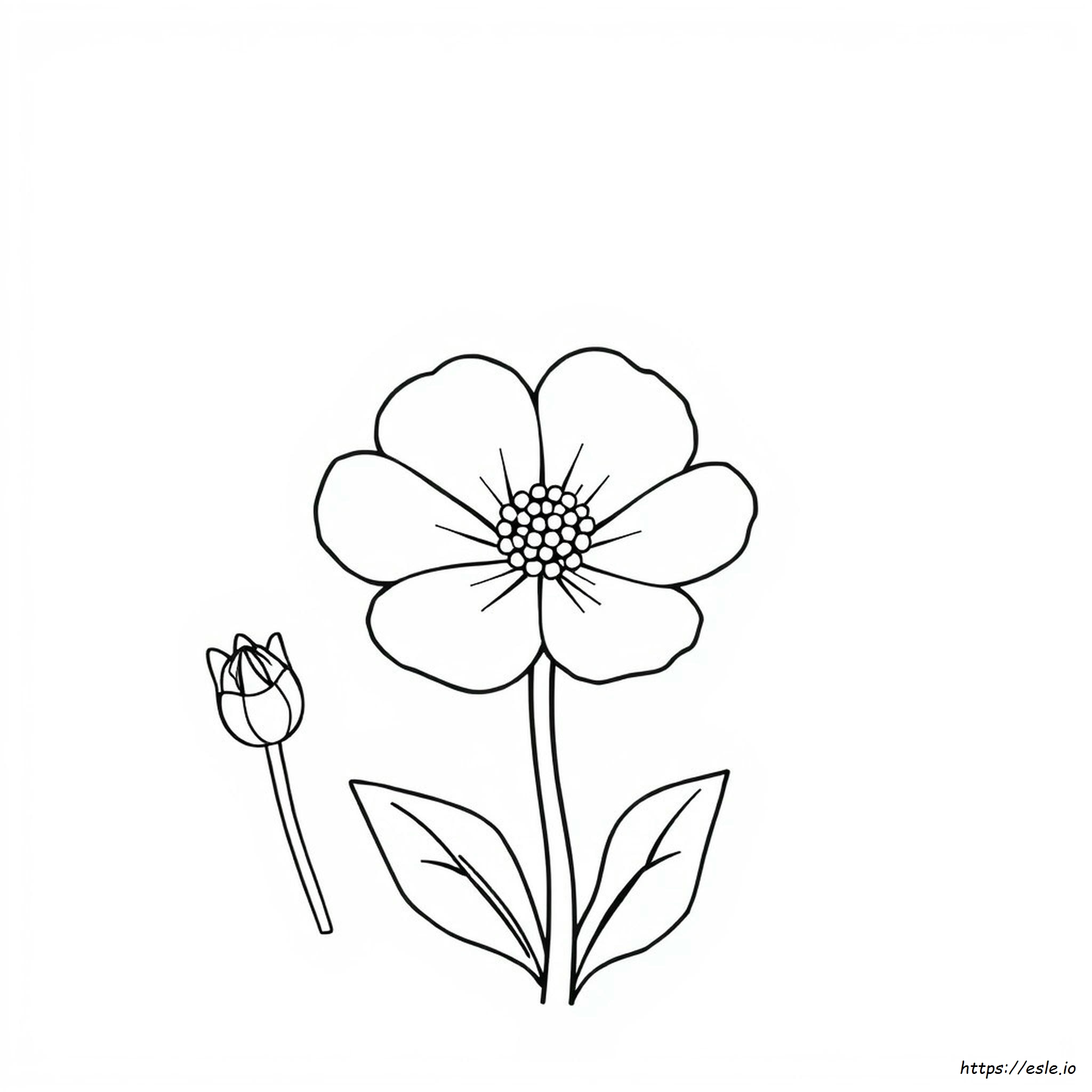 What Is The Colour Of Buttercup what-is-the-colour-of-buttercup