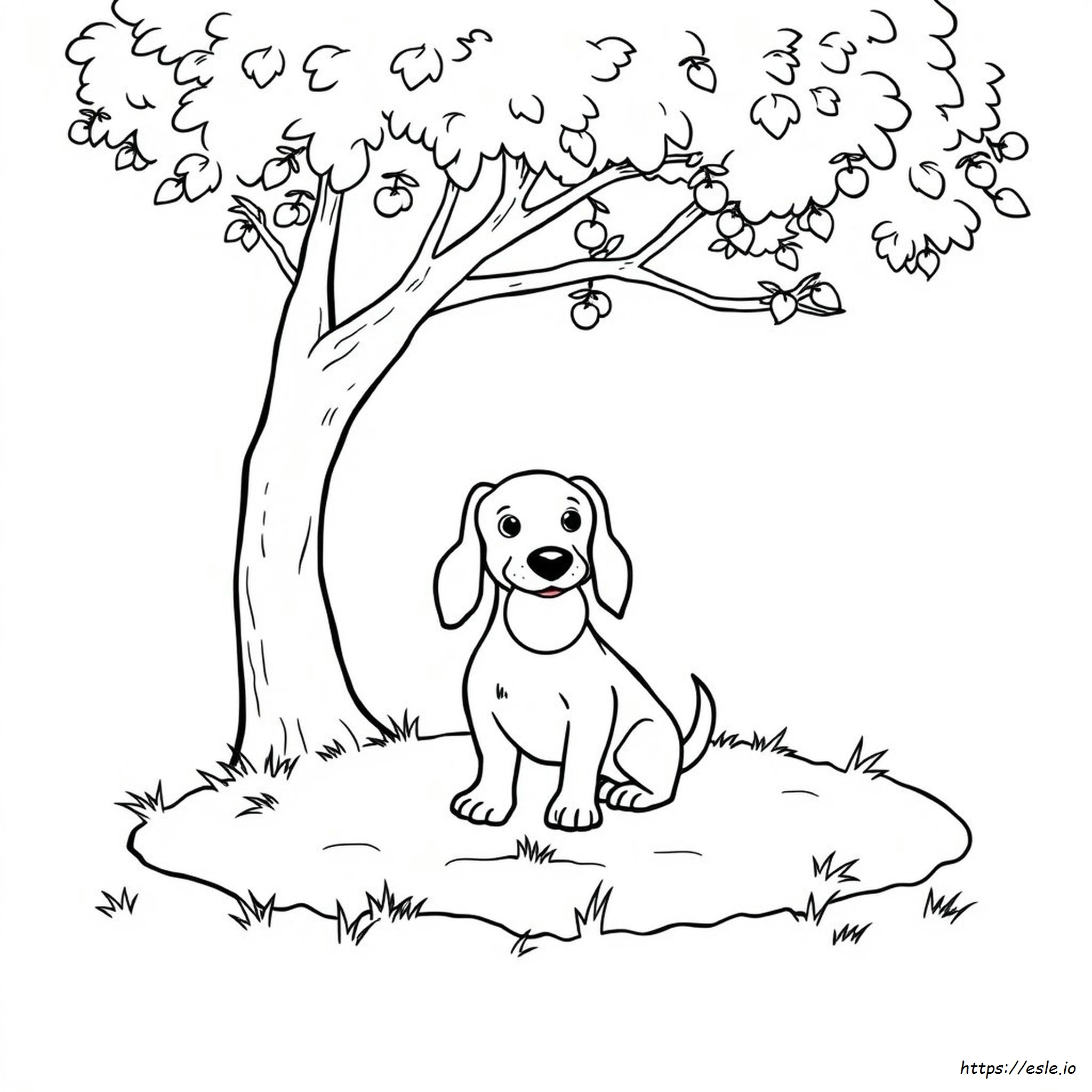 Sausage Dog Colouring