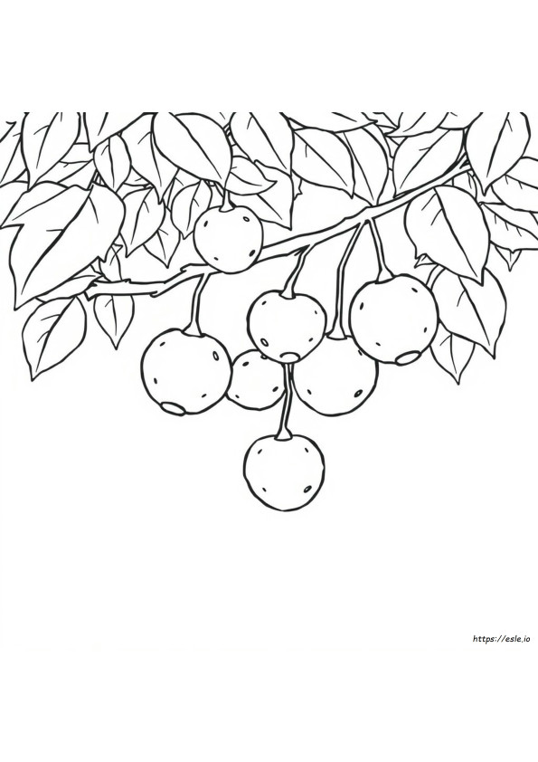 Colouring Pages For Fruits