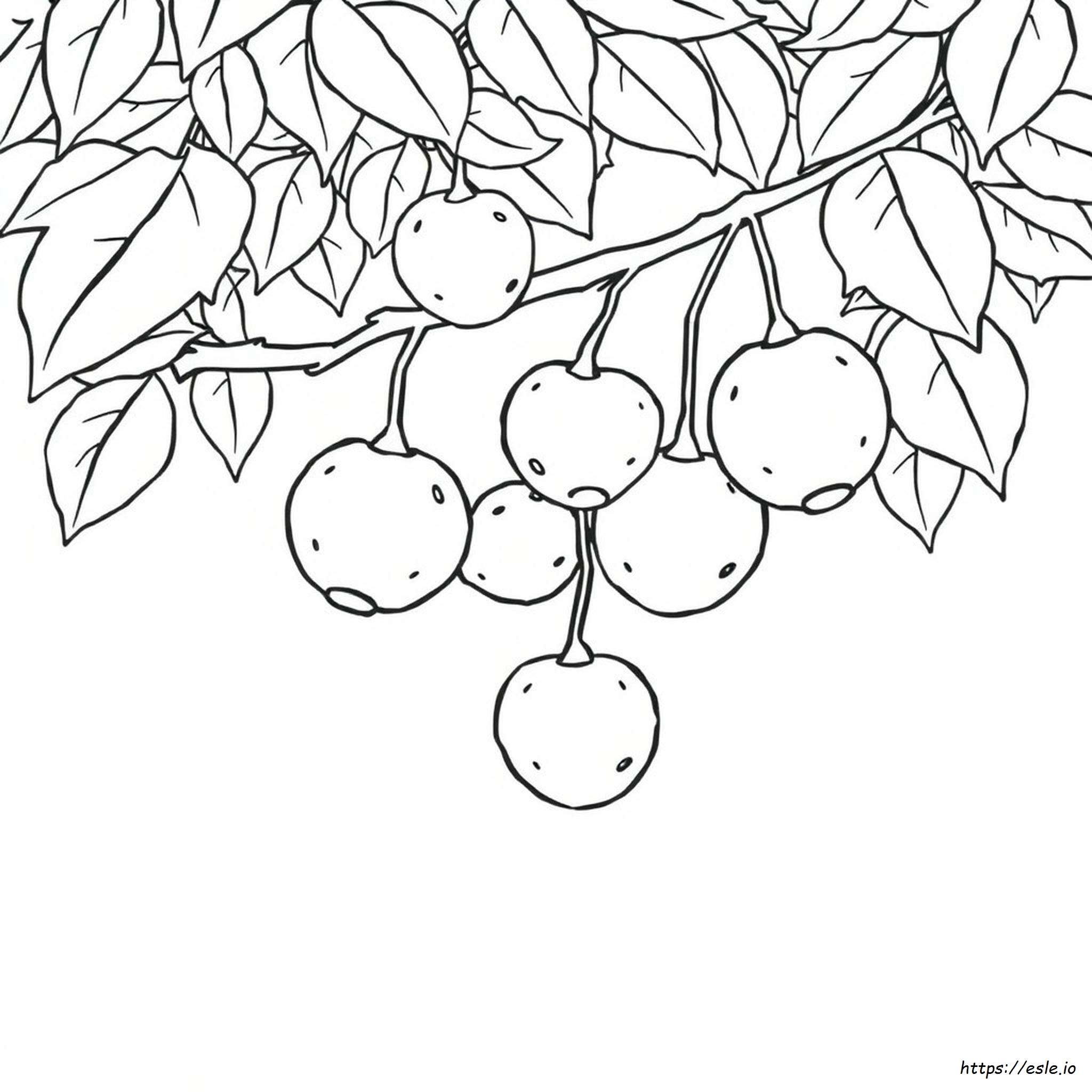 果物の塗り絵