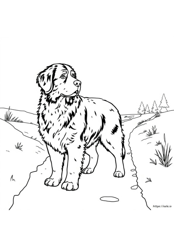Bernese Mountain Dog Colouring Pages