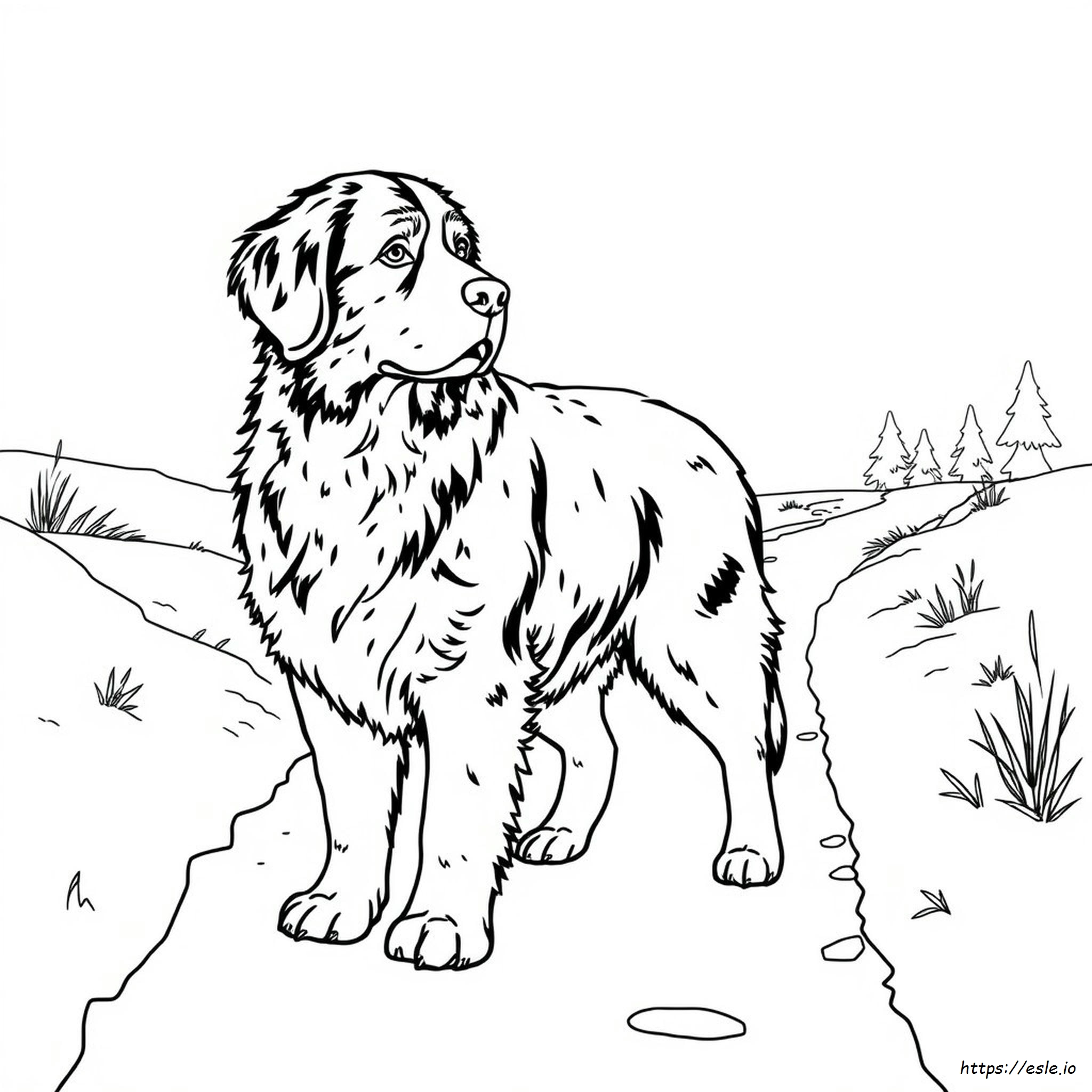 Bernese Mountain Dog Colouring Pages