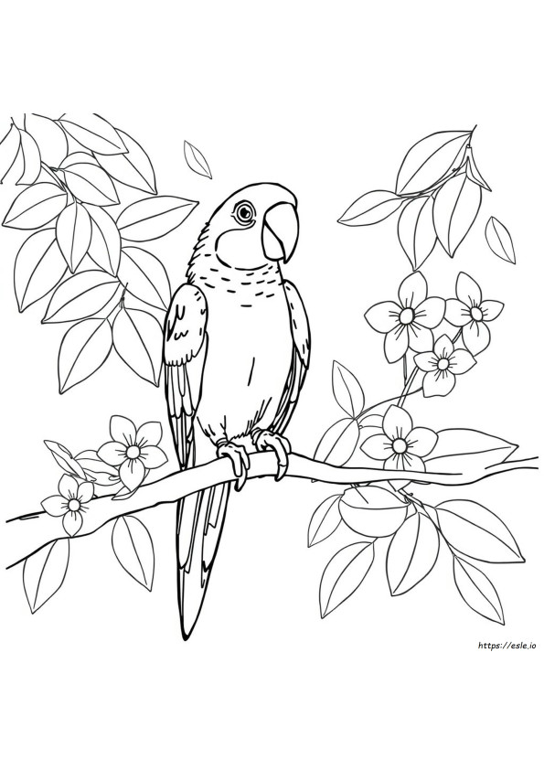 Coloriages De Perroquets