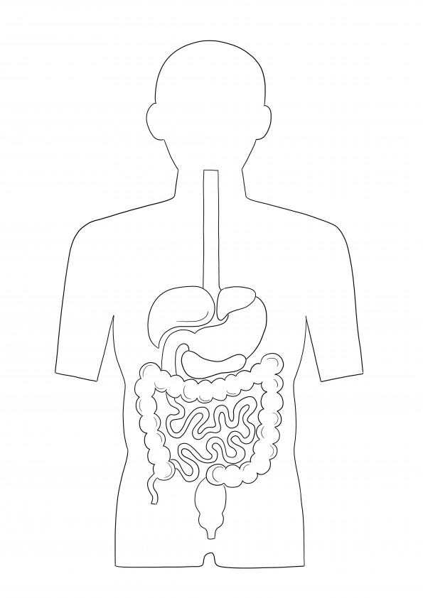 Our free-to-color educational sheet of the Digestive System to print or download