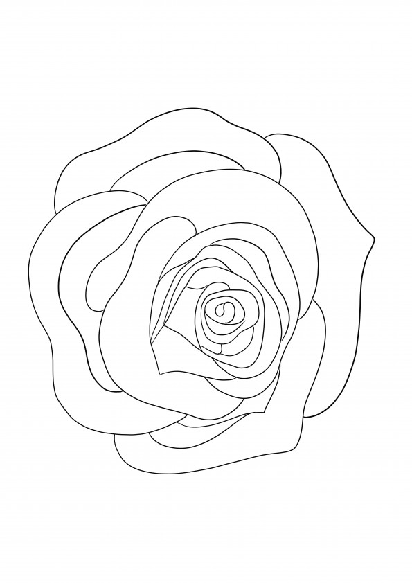 A Simple Rose coloring sheet free to download or print for kids