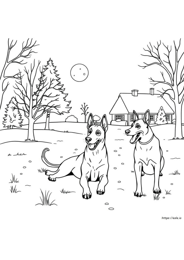 Belçika Malinois Renkleri Boyama