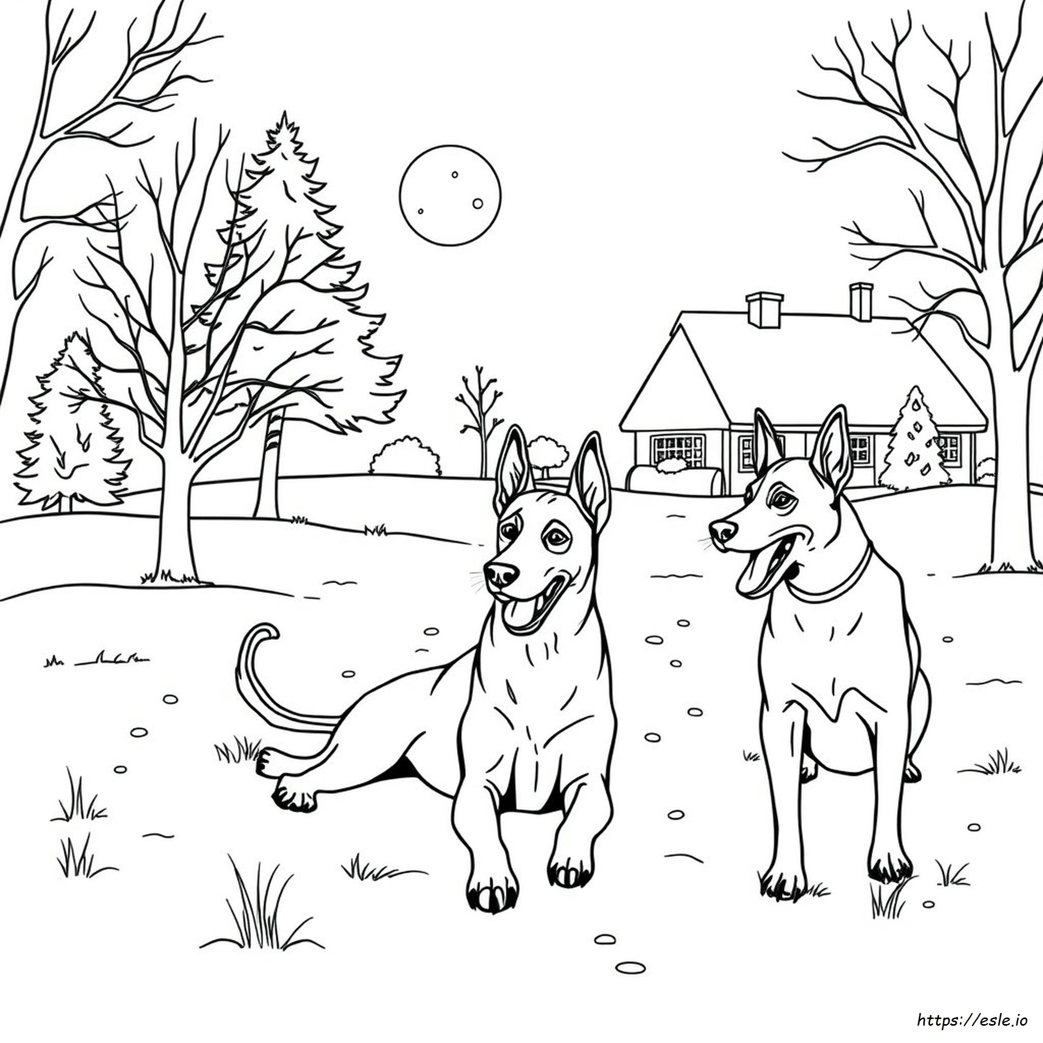 Colours Of Belgian Malinois