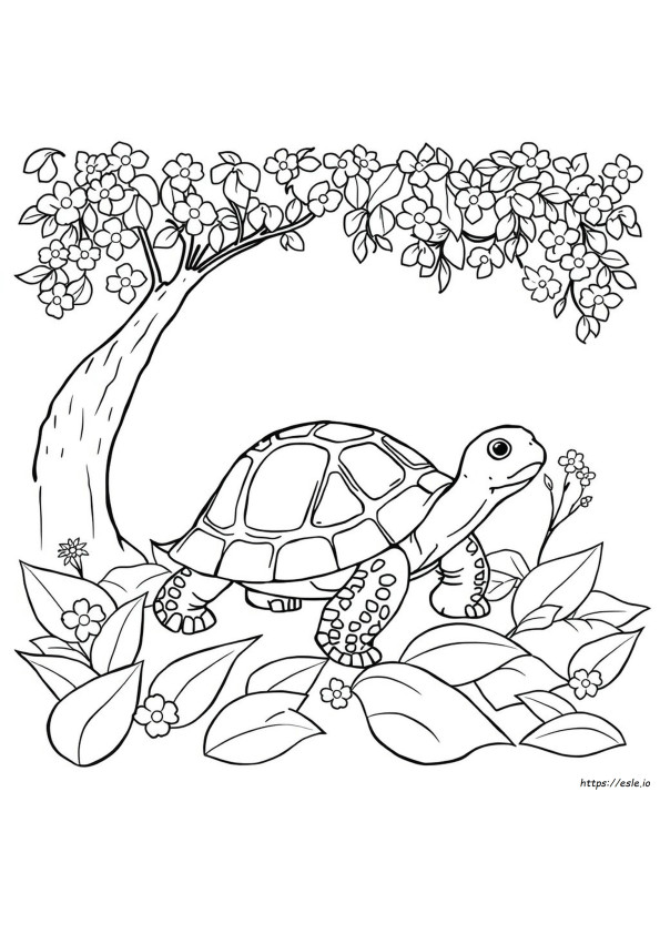 Schildpad Kleurplaten