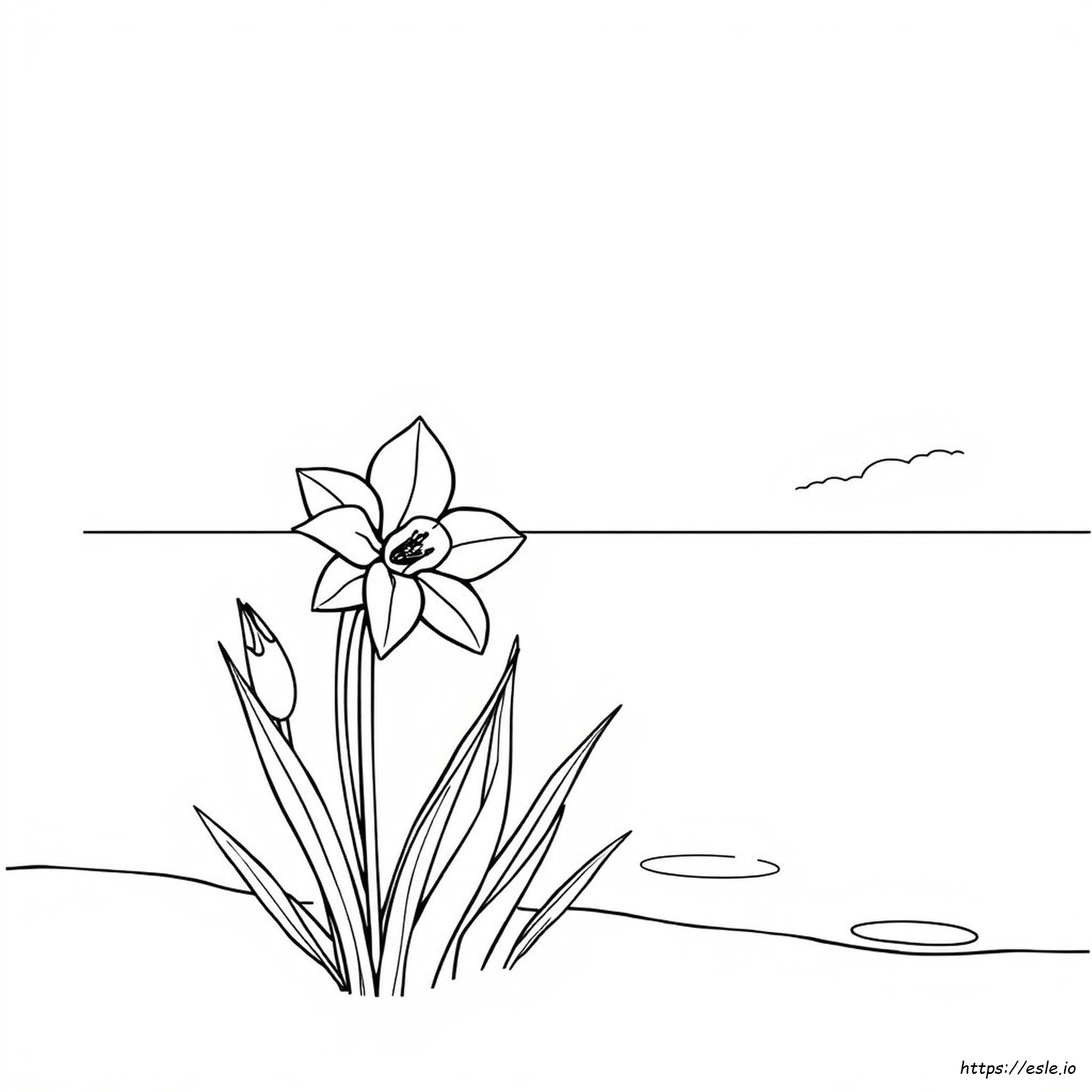 Narcissus Coloring Page