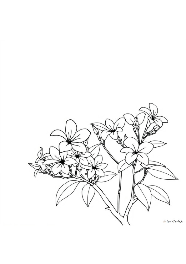 Farklı Renklerde Plumeria Boyama Sayfası