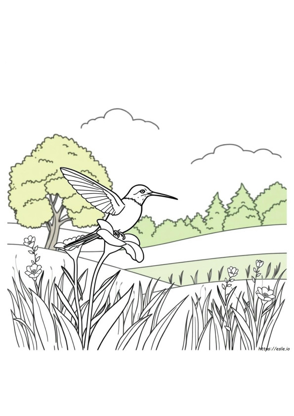 Comment Colorier Un Colibri
